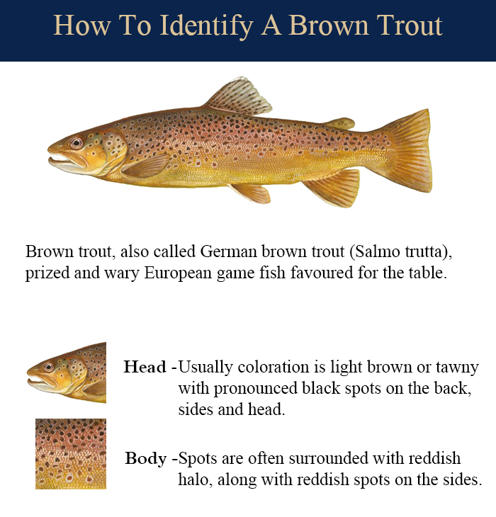 Brown Trout - Lake Ontario Sportfishing