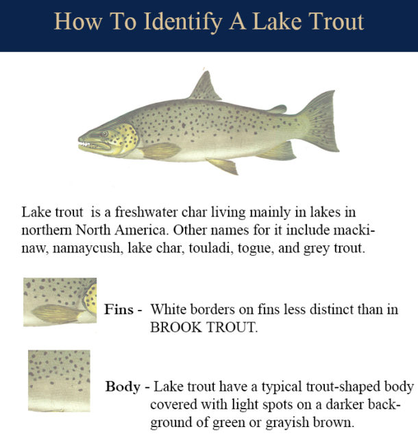 Lake Trout - Lake Ontario Sportfishing